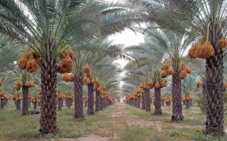 Beyond Sweetness: Royal Palm Dates Group Leads a Zero-Waste Revolution with Dates