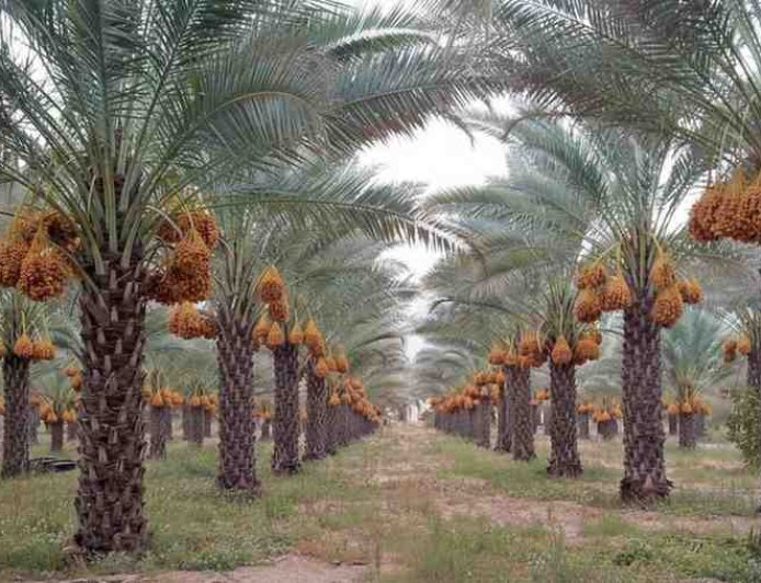 Beyond Sweetness: Royal Palm Dates Group Leads a Zero-Waste Revolution with Dates