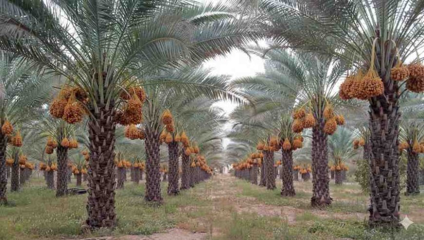 Beyond Sweetness: Royal Palm Dates Group Leads a Zero-Waste Revolution with Dates