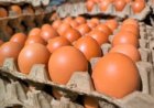 UK Salmonella Outbreak: One Dead, 200+ Cases Confirmed