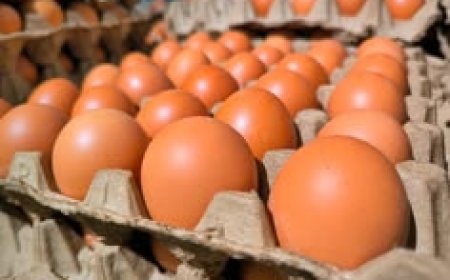 UK Salmonella Outbreak: One Dead, 200+ Cases Confirmed