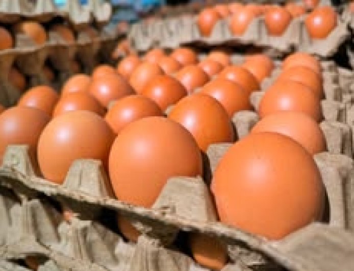 UK Salmonella Outbreak: One Dead, 200+ Cases Confirmed