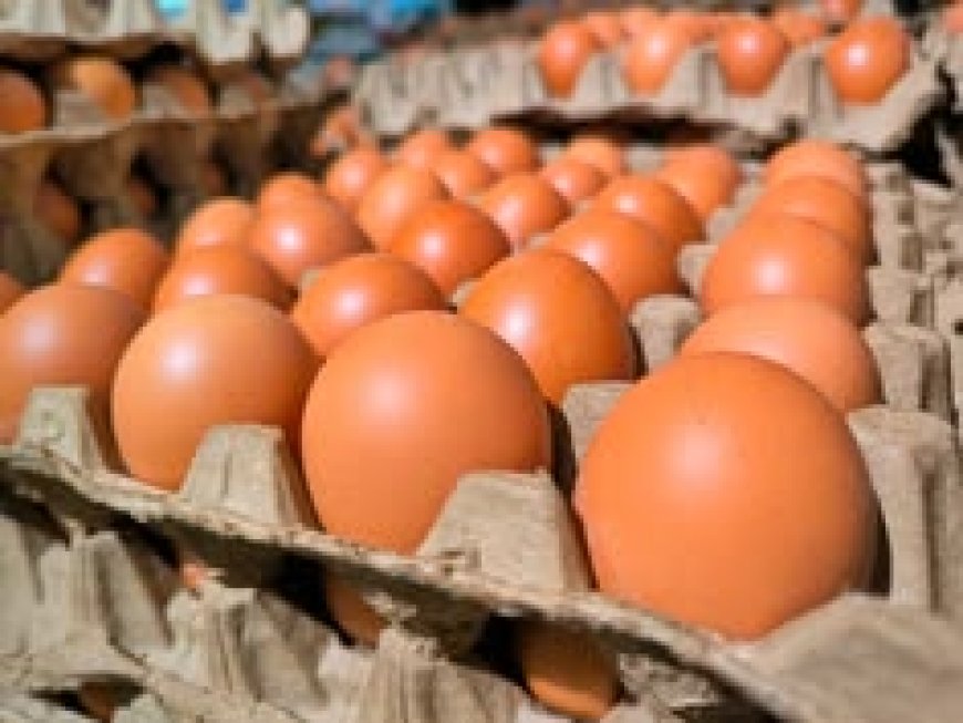 UK Salmonella Outbreak: One Dead, 200+ Cases Confirmed
