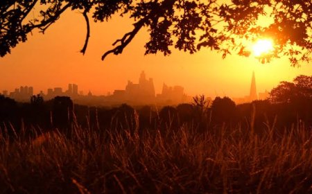 UK's Hottest Summer on Record Linked to Climate Change